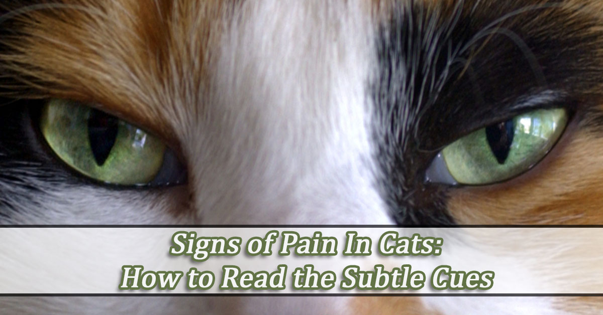 How to tell when your cat is in pain.