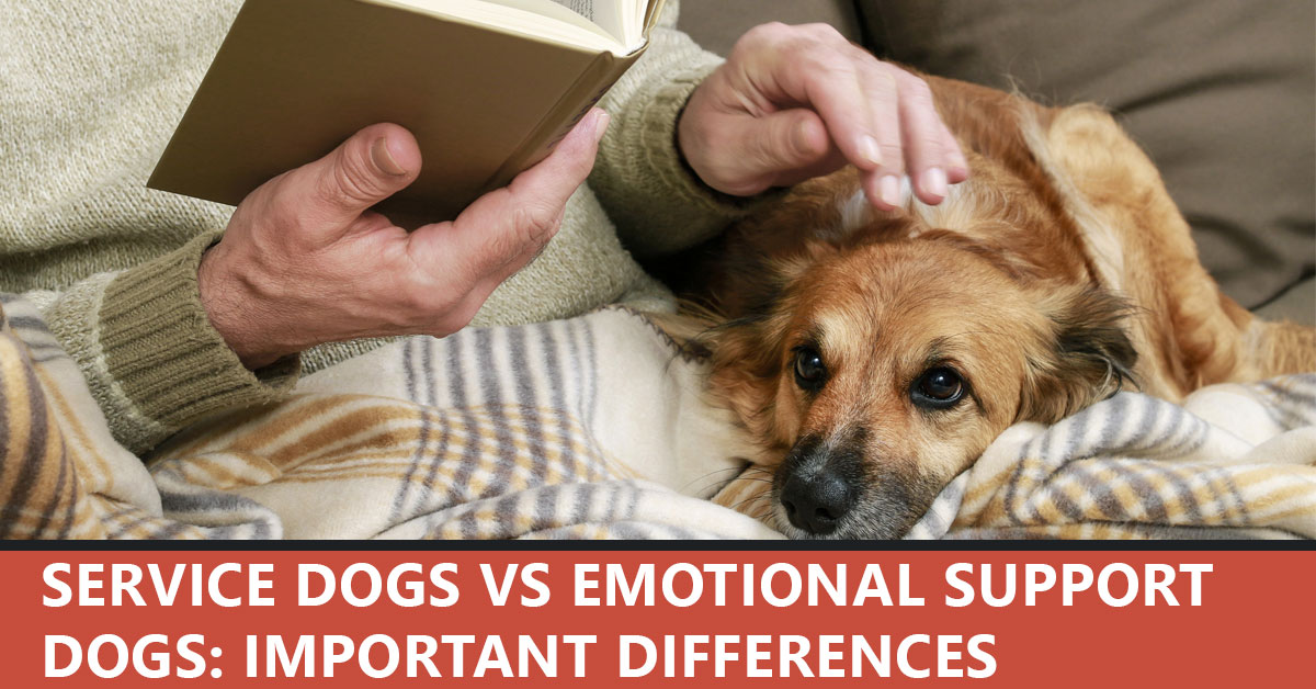 Service Dogs vs Emotional Support Dogs: Important Differences