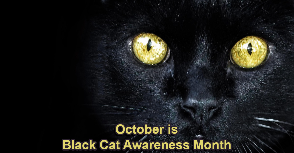 October is black cat awareness month