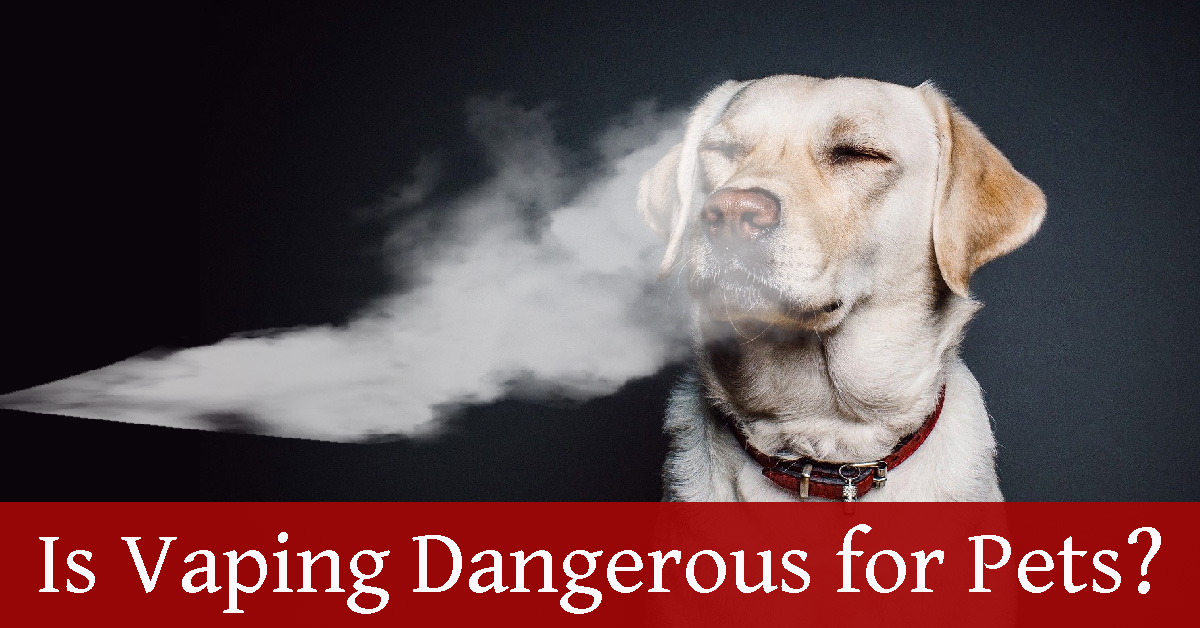 Is Vaping Dangerous for Pets?