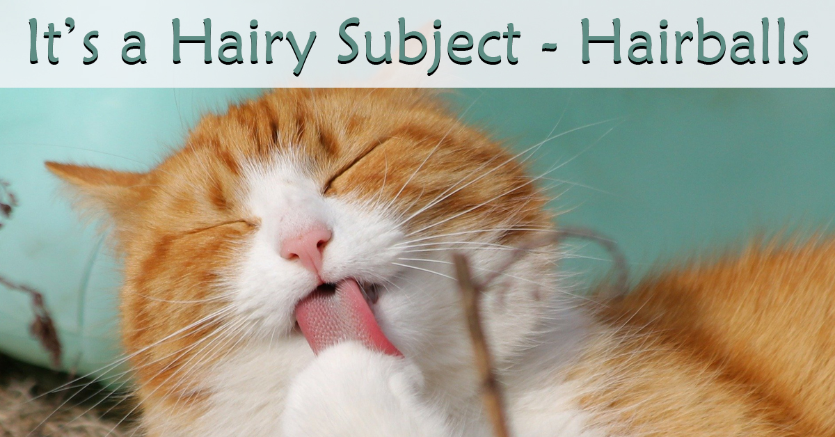 It’s a Hairy Subject - Hairballs