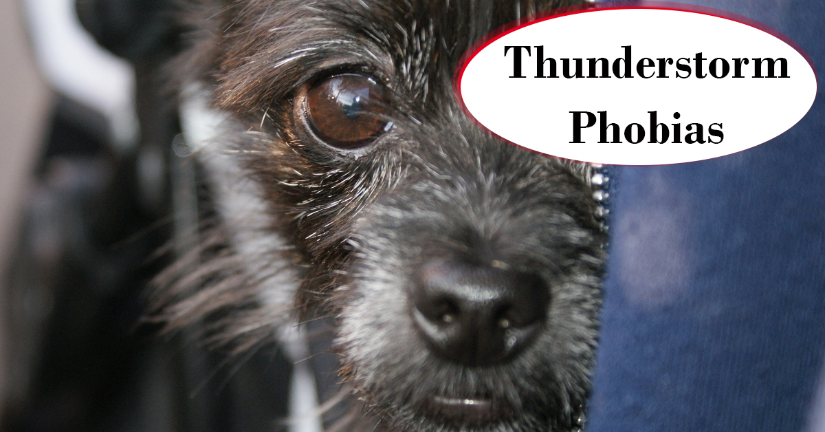 Thunderstorm Phobias. Little black dog scared of the thunder.