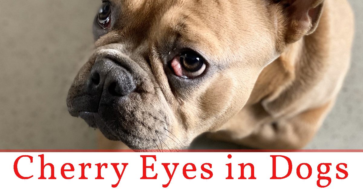 Concerned about your dog's eyes? Cherry eyes in dogs. A prolapse of the third eyelid gland.