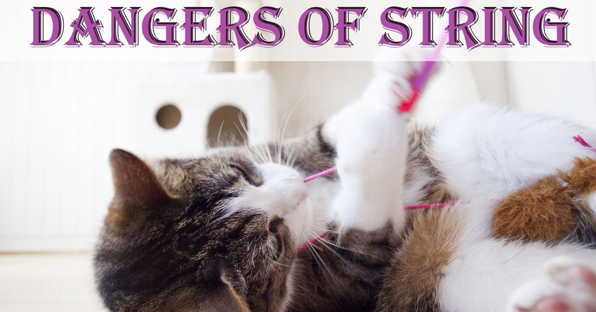 Dangers of cats playing with string