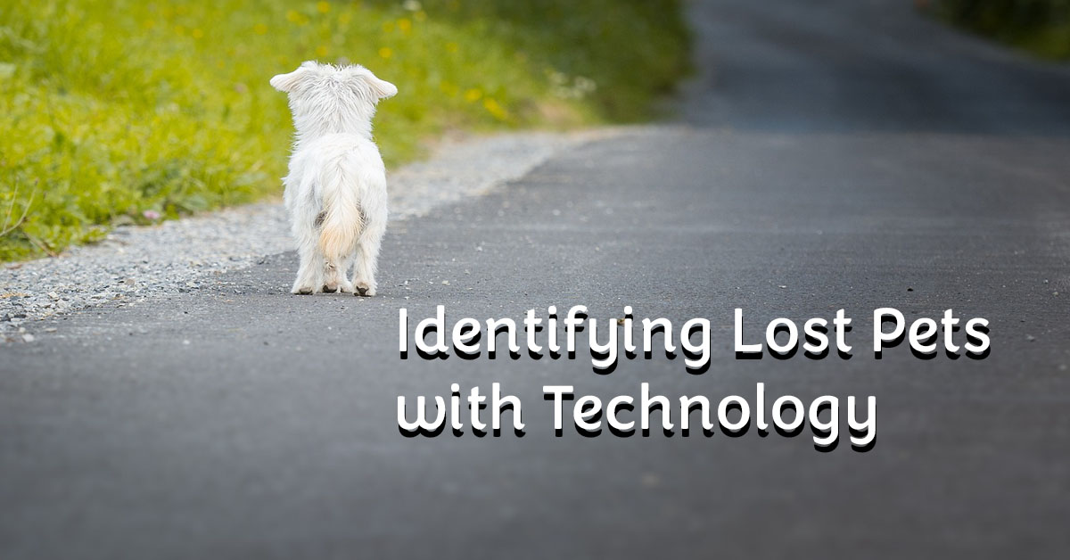 IDs and Microchipping: Keeping Pets Safe