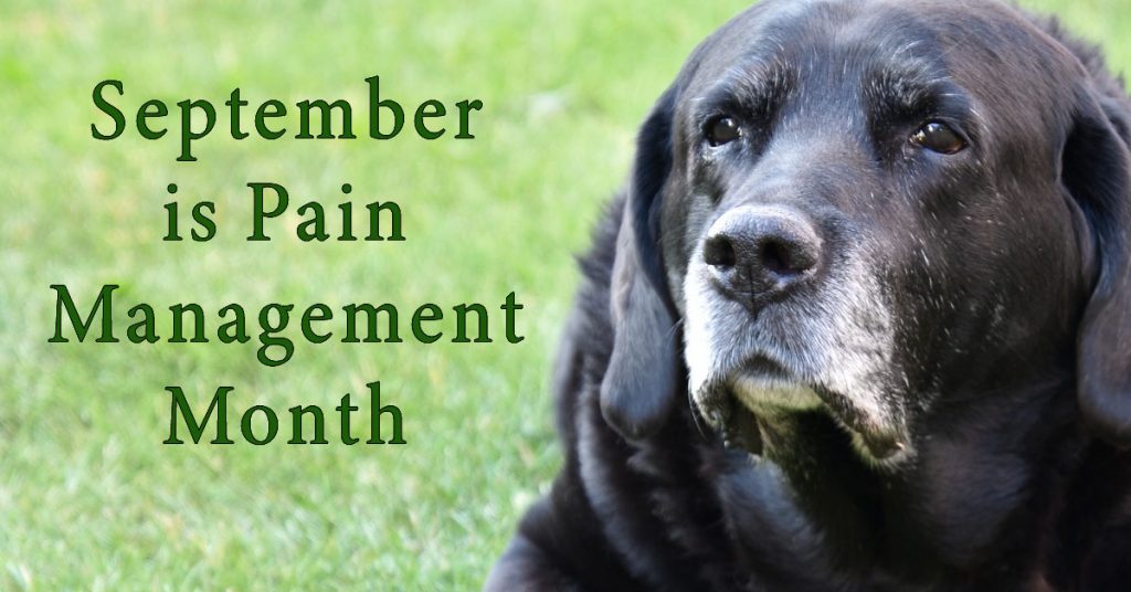 September is Pain Management Month. Senior Labrador dog sitting in the grass.