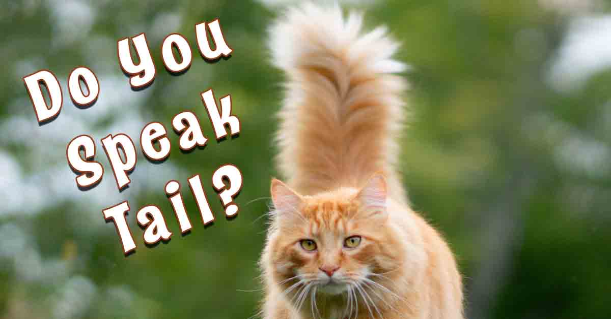 Language of the tail. Do you speak tail? Cats use their tails to communicate.