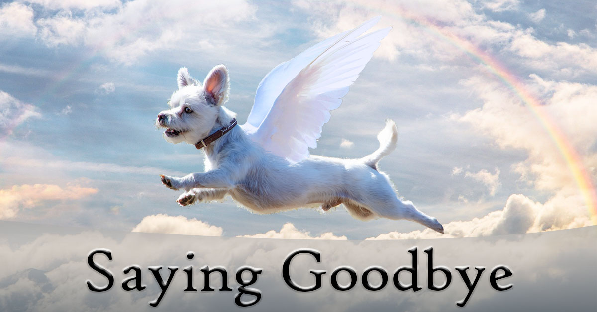 Coping with The Death of a Pet. Little dog with angel wings crossing the rainbow bridge.