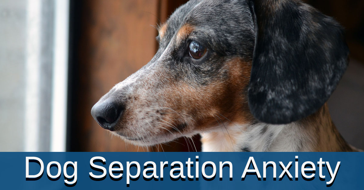 Dog separation anxiety. Small dog looking out the window for it's owner.