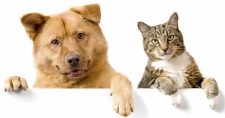 Urinary tract infections in cats and dogs.