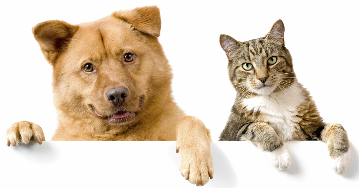 Urinary tract infections in cats and dogs.