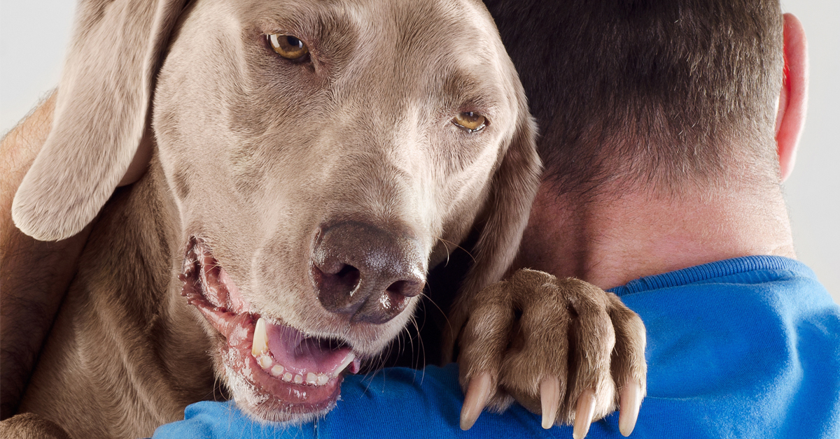 Do Dogs Feel Jealousy, Picture of a dog hugging a man