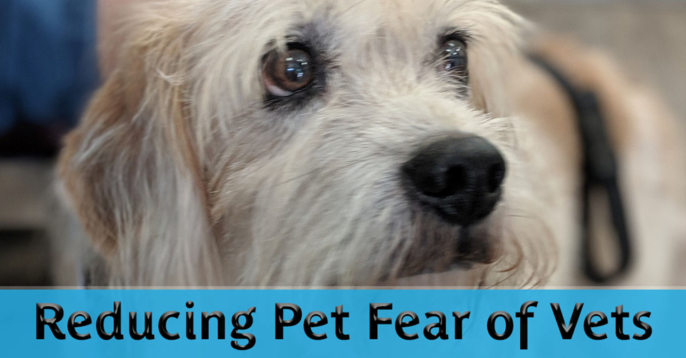 Fear Free Vet Visit, Picture of a dog looking scared