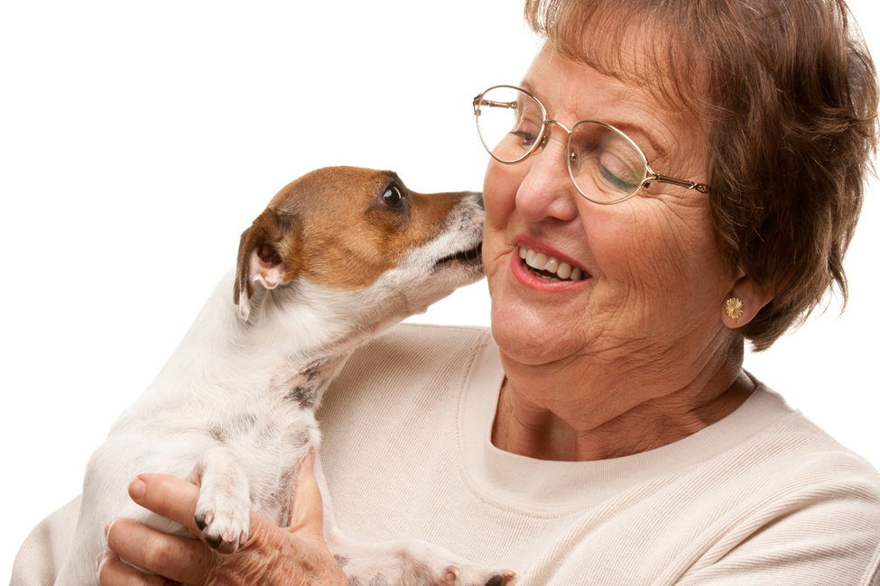 Is Owning a Pet Good for Your Heart? Picture of an elderly Caucasian female holding her little dog.