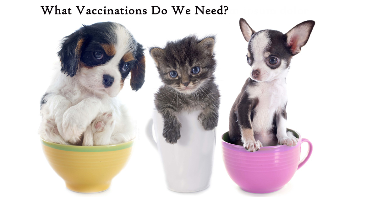 Puppy and Kitten Vaccinations. Picture of 2 tiny puppies and 1 kitten inside of tea cups.