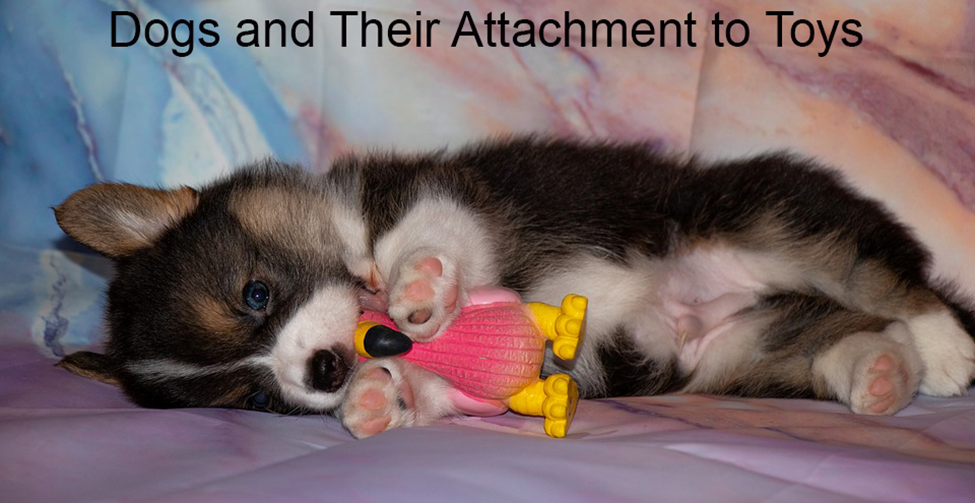 Dogs and Their Attachment to Toys. Picture of a small dog hugging a toy.