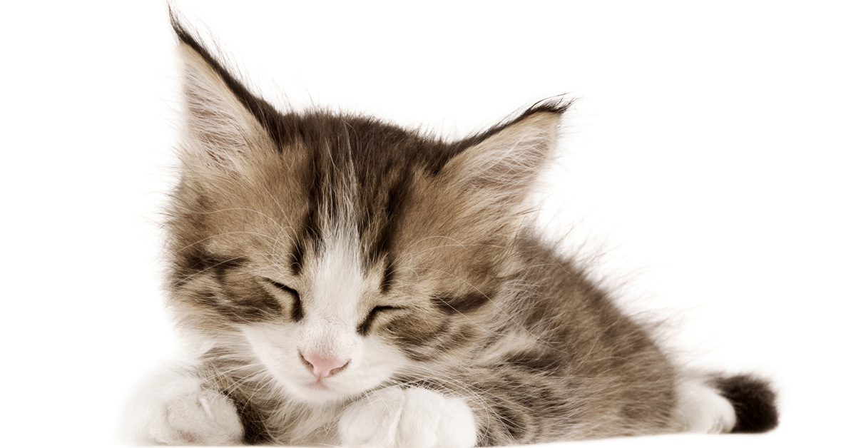 Why Do Cats Need to Knead? Picture of a brown and white kitten kneading with its eyes closed.