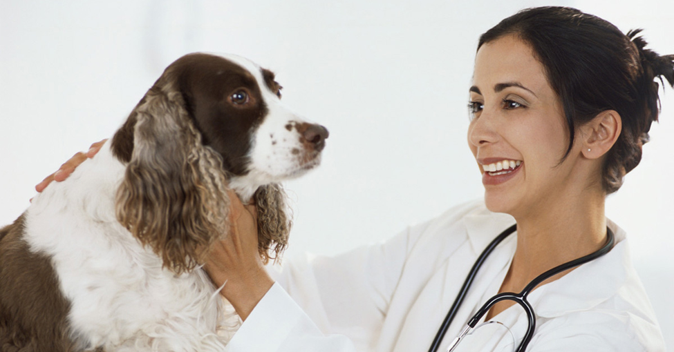 Microchipping Pets for Identification. Picture of a Caucasian female veterinarian with a brown and white dog.