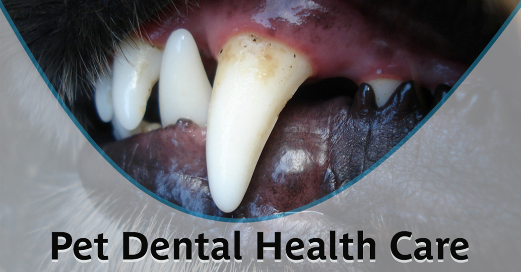 Pet Dental Health Care. Picture of a close up view of a dogs teeth and gums.