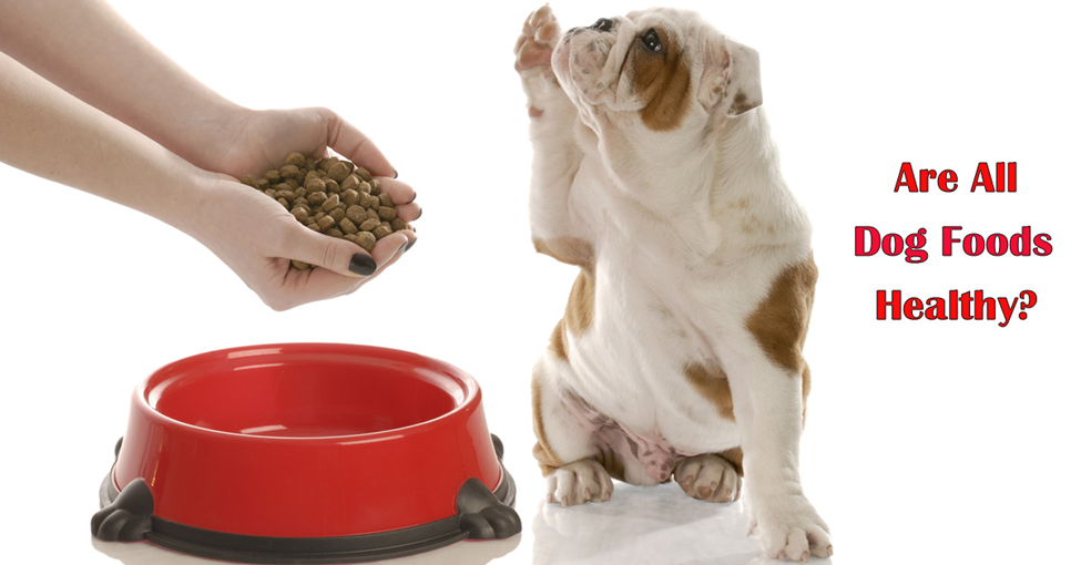 Safety in Dog Food. Picture of hands filling a dog food dish and a brown and white dog with it's paw up in the air.