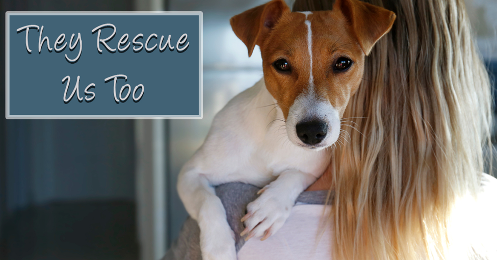 Rescue Them, They Rescue Us. Picture of a small brown and white dog on the shoulder of a young caucasian female.