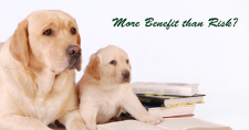 Do Pets Increase Fall Risk in the Elderly? Picture of an adults tan colored lab and a tan colored lab puppy.