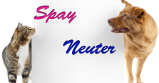 Spay or Neuter Pets? Picture of a tan dog and a tabby striped cat on either side of a sign saying spay and neuter.