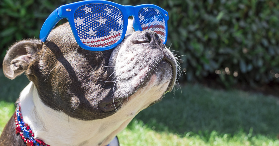 Pets and Fireworks Don't Mix. Picture of a black and white dog with patriotic looking sunglasses on.