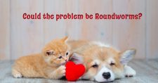 Roundworms in Dogs and Cats. Picture of a tan cat lying next to a tan and white dog, holding a small stuffed red heart.
