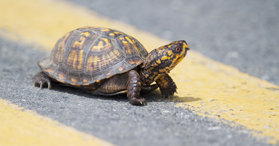 Why Do Turtles Cross the Road? Picture of a turtle crossing a paved road.