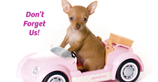 Remember Your Pets When Disaster Strikes. Picture of a small brown chihuahua in a toy pink car.