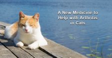Medication and Arthritis in Cats. Picture of a tan and white cat lying on a deck beside a stream or river.