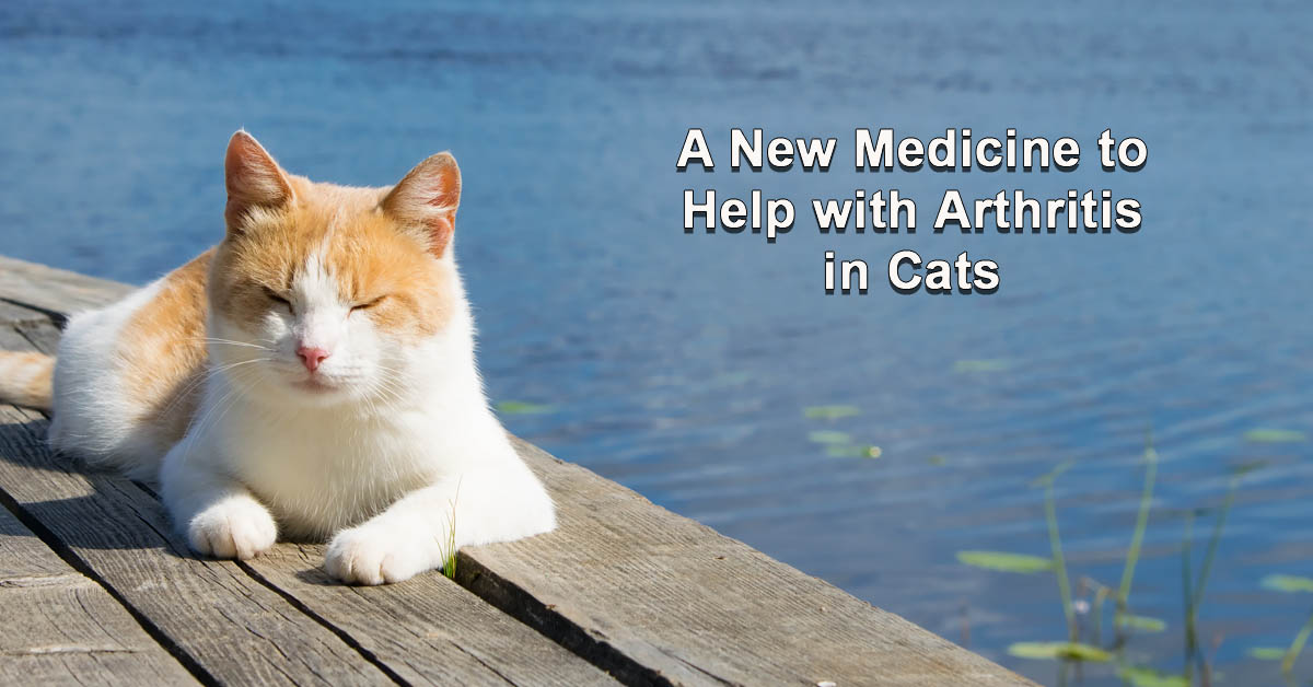 Medication and Arthritis in Cats. Picture of a tan and white cat lying on a deck beside a stream or river.
