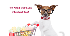 Glaucoma in Dogs and Cats. Picture of a small brown and white dog with a shopping cart and wearing glasses.