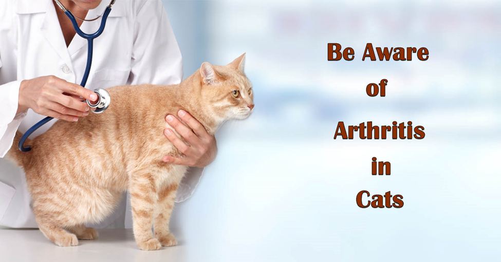 Arthritis in Cats. Picture of an orange tabby cat being checked out by a veterinarian.