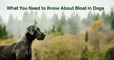 What to Know About Bloat in Dogs. Picture of a large black great dane dog in a field.