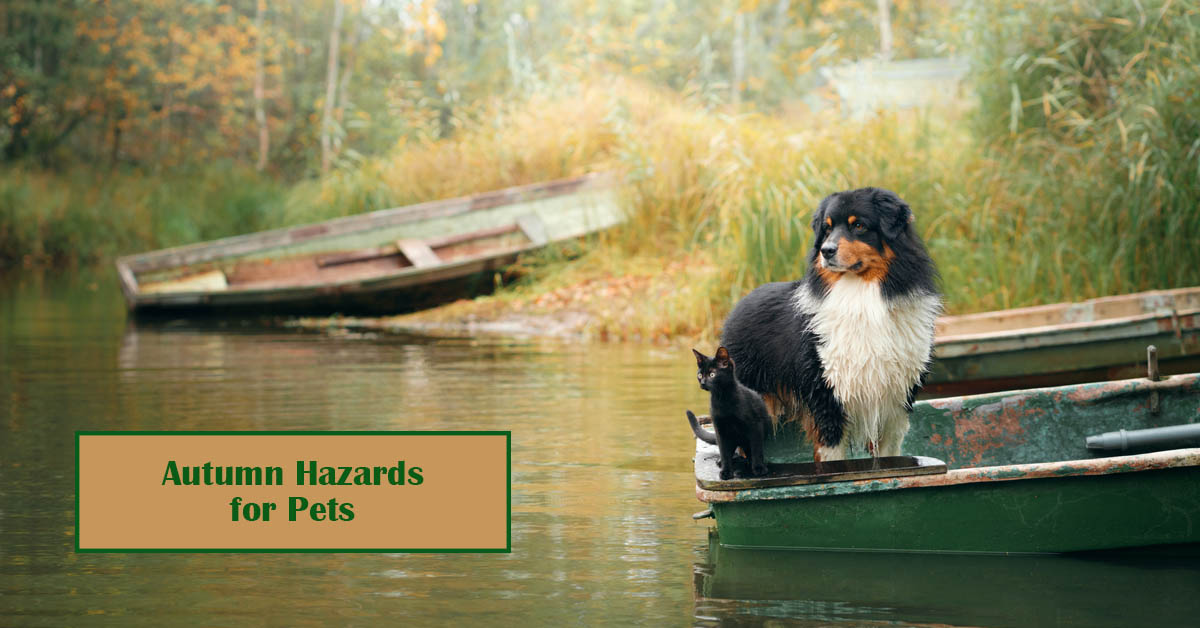 Autumn Hazards for Pets. Picture of a black, white and tan dog and a black cat, sitting on the back end of a small boat in the water.