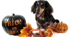 Halloween Safety Tips for Pets. Picture of a black and tan long-haired dachshund sitting beside 2 jack-o-lantern pumpkins and some autumn leaves.