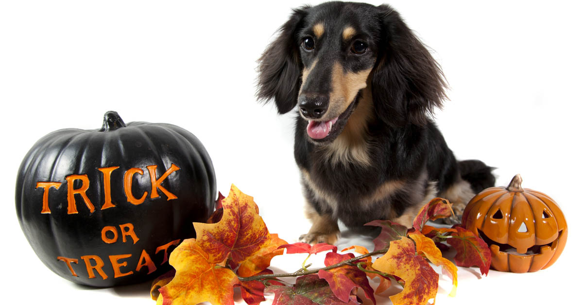 Halloween Safety Tips for Pets. Picture of a black and tan long-haired dachshund sitting beside 2 jack-o-lantern pumpkins and some autumn leaves.