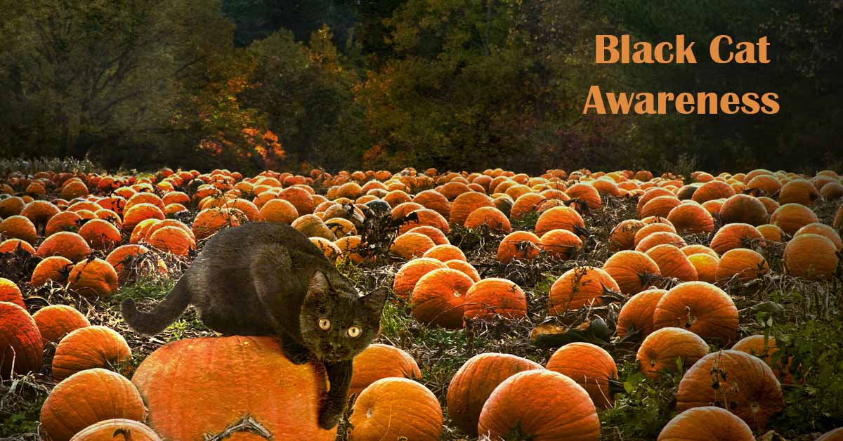 Black Cat Awareness Month. Picture of a black cat in a field of pumpkins.