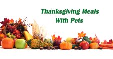 Thanksgiving with Pets. Picture of items that may be served on Thanksgiving day, pumpkin, apples, carrots.