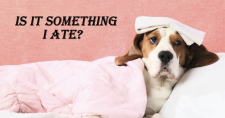 Penny Zinc Toxicosis. Picture of a Bassett hound lying down with a blanket over him and a washcloth over his head.