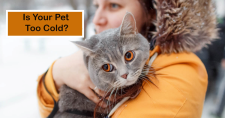 Identifying Hypothermia in Pets. Picture of a caucasian female holding a gray tabby cat outside in the snow.