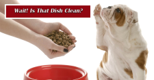 How Clean is that Pet Dish? Picture of a small brown and white dog holding its paw up while a caucasian female is scooping food into the pet dish.