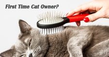Information for First Time Cat Owners. Picture of a gray tabby cat being brushed while laying on its side.