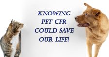 Knowing CPR Could Save Your Pet’s Life. Picture of a multi-colored cat and a tan colored dog looking at a sign about knowing pet CPR.