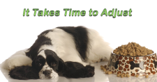 It Takes Time – The Rule of 3-3-3. Picture of a black and white cocker spaniel dog lying beside the food dish.