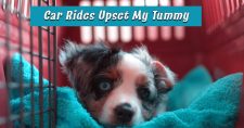 Dogs and Carsickness. Picture of a small tri-color dog laying down in a crate.