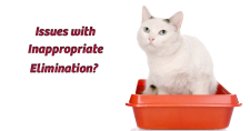 Inappropriate Elimination? Picture of a white cat in a litter box.