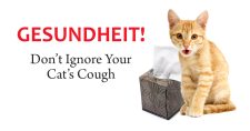 Yellow kitty sneezing and using a tissue.